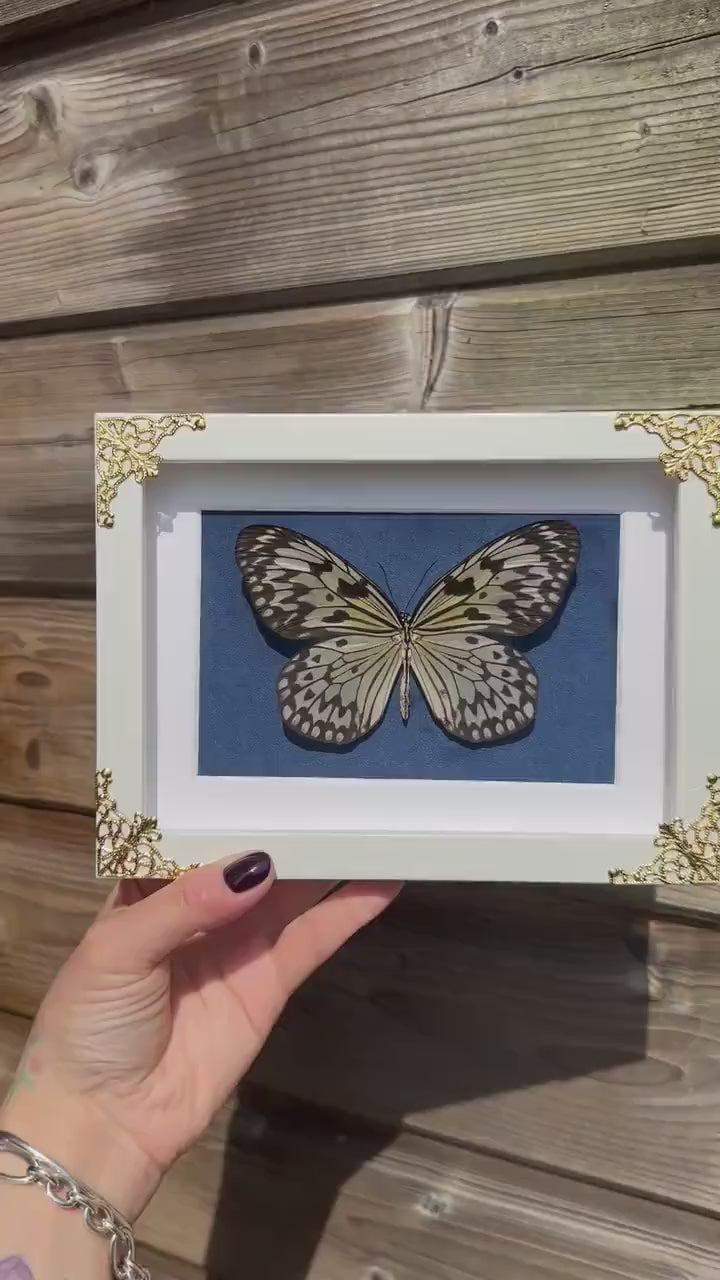 Véritable papillon blanc sous cadre vitrine avec détails métalliques et fond velours bleu // cabinet de curiosités, dark decor