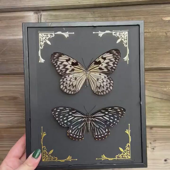 Magnifique duo de papillons noir et blanc naturalisés sous cadre avec ornements métalliques / entomologie, cabinet de curiosités, dark decor