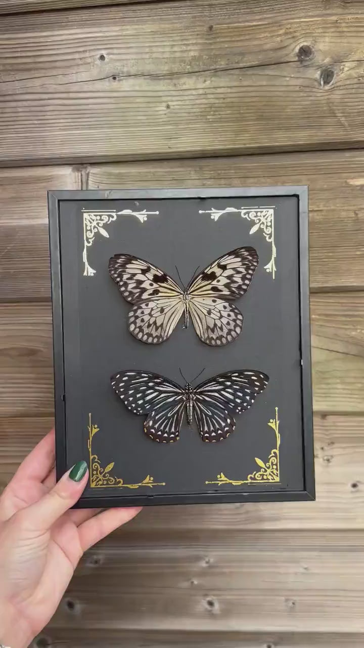 Magnifique duo de papillons noir et blanc naturalisés sous cadre avec ornements métalliques / entomologie, cabinet de curiosités, dark decor