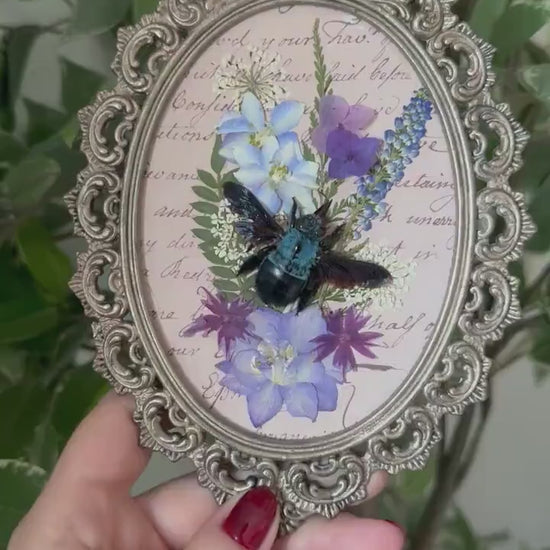 Véritable abeille charpentière (Xylocopa caerulea) cadre italien vintage et fleurs séchées// entomology, curiosity cabinet dark art