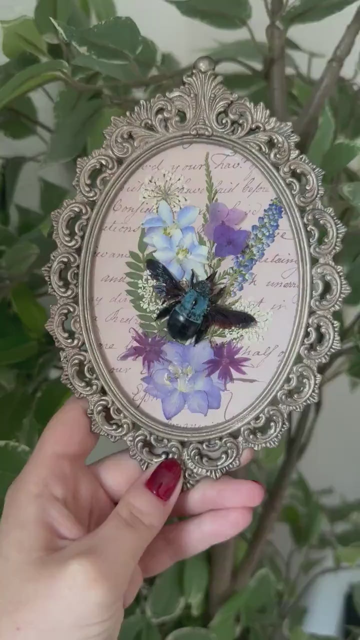 Véritable abeille charpentière (Xylocopa caerulea) cadre italien vintage et fleurs séchées// entomology, curiosity cabinet dark art