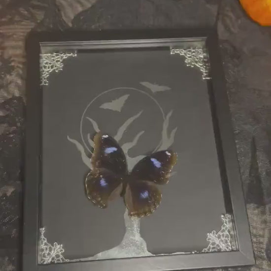 HALLOWEEN COLLECTION superbe papillon bleu naturalisé fond argenté clair de lune //entomologie, cabinet de curiosités, dark decor