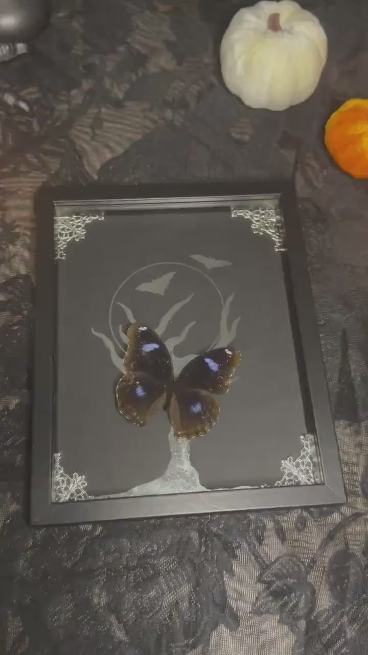 HALLOWEEN COLLECTION superbe papillon bleu naturalisé fond argenté clair de lune //entomologie, cabinet de curiosités, dark decor